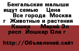 Бенгальские малыши ищут семью) › Цена ­ 5 500 - Все города, Москва г. Животные и растения » Кошки   . Марий Эл респ.,Йошкар-Ола г.